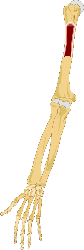 This picture shows bone marrow inside the right arm of a human body