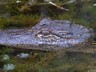 alligator