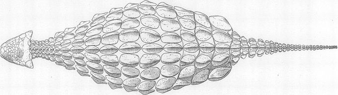 This picture looks down on the armor of an Ankylosaurus dinosaur from a bird's eye perspective. Ankylosaurus is known for its huge plates of armor that helped protect it against attacks from other dinosaurs.