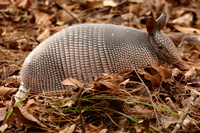 Armadillo facts