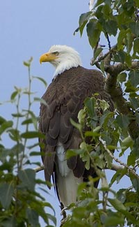 Bald eagle facts