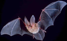 Bat