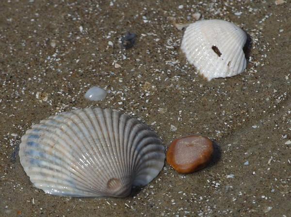 Two large beach shells can be seen on top of the wet sand at a beach.