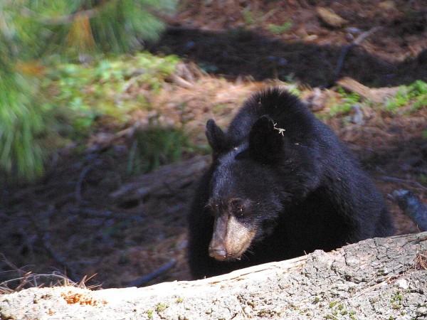 A large black bear walking through the woods.