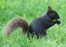 black squirrel