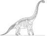 Brachiosaurus skeleton