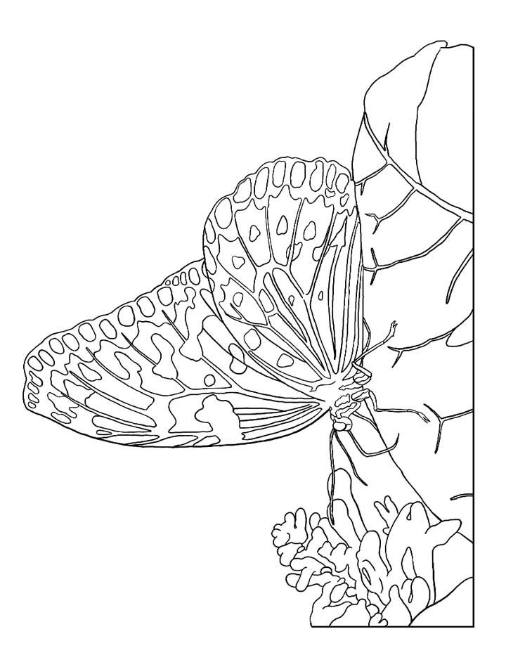 This coloring page for kids features a butterfly with beautifullty detailed wings just waiting for some color.