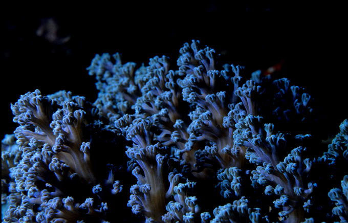 A beautiful photo of coral on the Great Barrier Reef, Australia. Corals are marine animals that play an important role in the formation of large reef sytems.