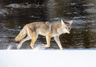 coyote in the snow