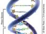 DNA lesson plan & activity