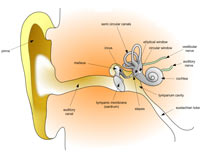 Ear diagram