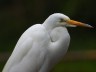 egret