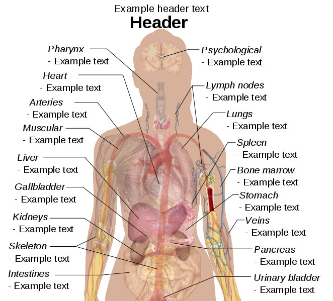 This female diagram template labels important parts of the body but leaves open the option for users to add their own text to describe the body parts. The body parts include the heart, lungs, spleen, liver, skeleton, kidneys and more.