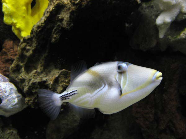 A photo of an interesting looking fish as it swims through the water past rocks.