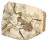 fossil