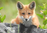 red fox