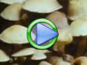 Fungi Growth & Spores Plant Video