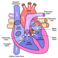 The human heart