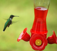 Hummingbird facts