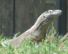 komodo dragon