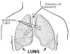 Lung volume experiment