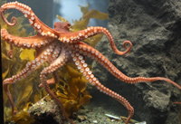 Octopus facts