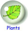 Plants for Kids