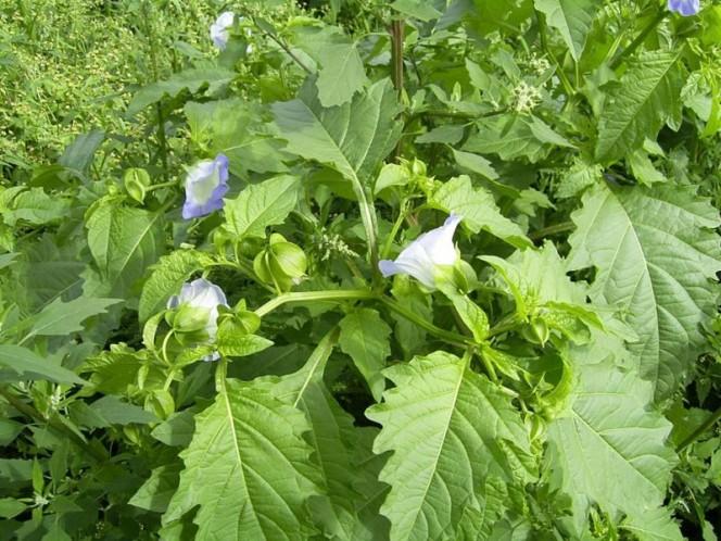 This photo shows a poisonous plant growing in the wild.