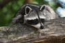 raccoon in tree