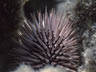 sea urchin