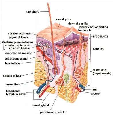 This skin diagram lists all the important parts of human skin, including the dermis, epidermis, hypodermis, sweat pore, hair shaft, pigment layer, nerve fiber, dermal papilla and others. For more information on skin, check out our range of interesting human skin facts.