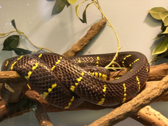 This intimidating looking mangrove snake is wrapped tightly around a tree branch.