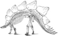 Stegosaurus skeleton