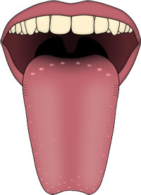 Human tongue