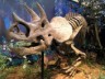 Triceratops skeleton picture