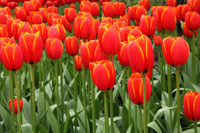 Tulips