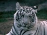 White tiger